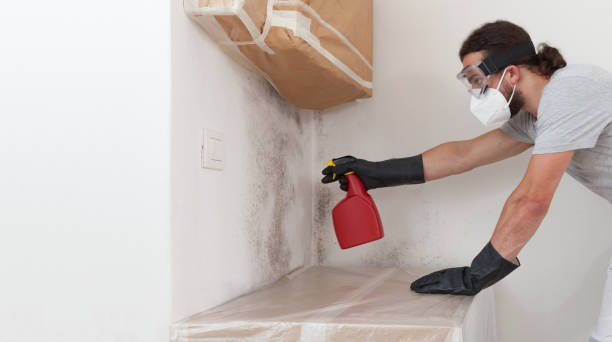 Professional Black Mold Remediation technician working in Linden, TX