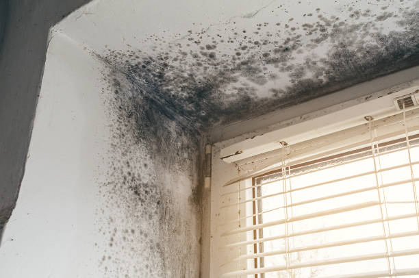 Affordable Black Mold Remediation solutions in Linden, TX